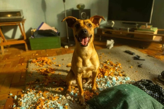 A história real do cachorro caramelo que protagoniza filme da Netflix -  (crédito: Obeservatório da TV)