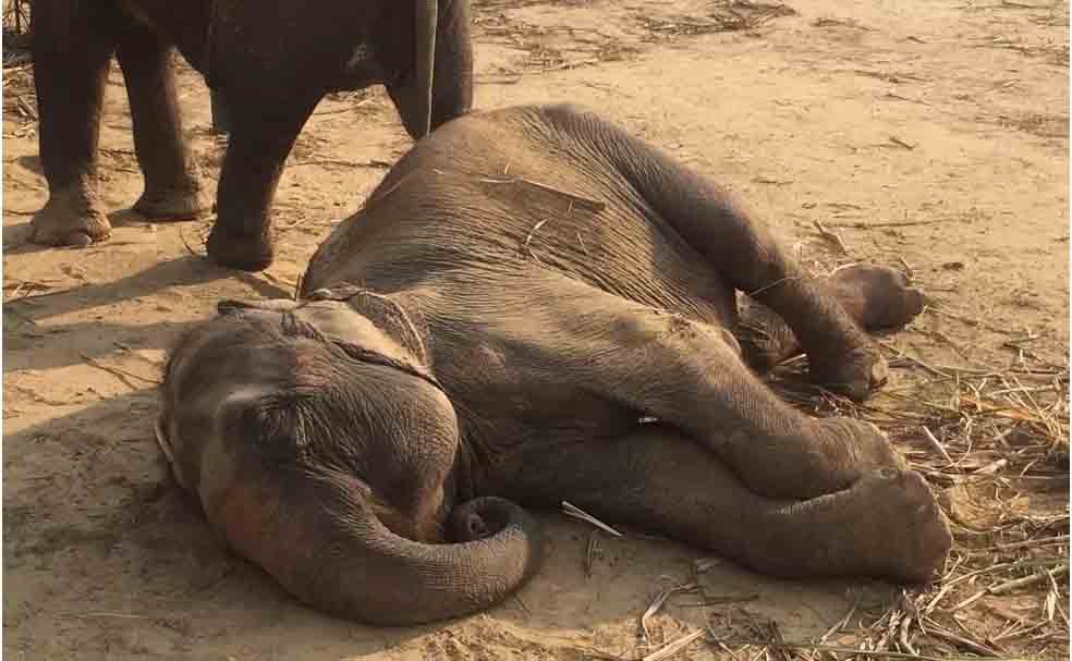 Elefantes dormem em pÃ© ou deitados de lado, durante trÃªs a seis horas por dia. 