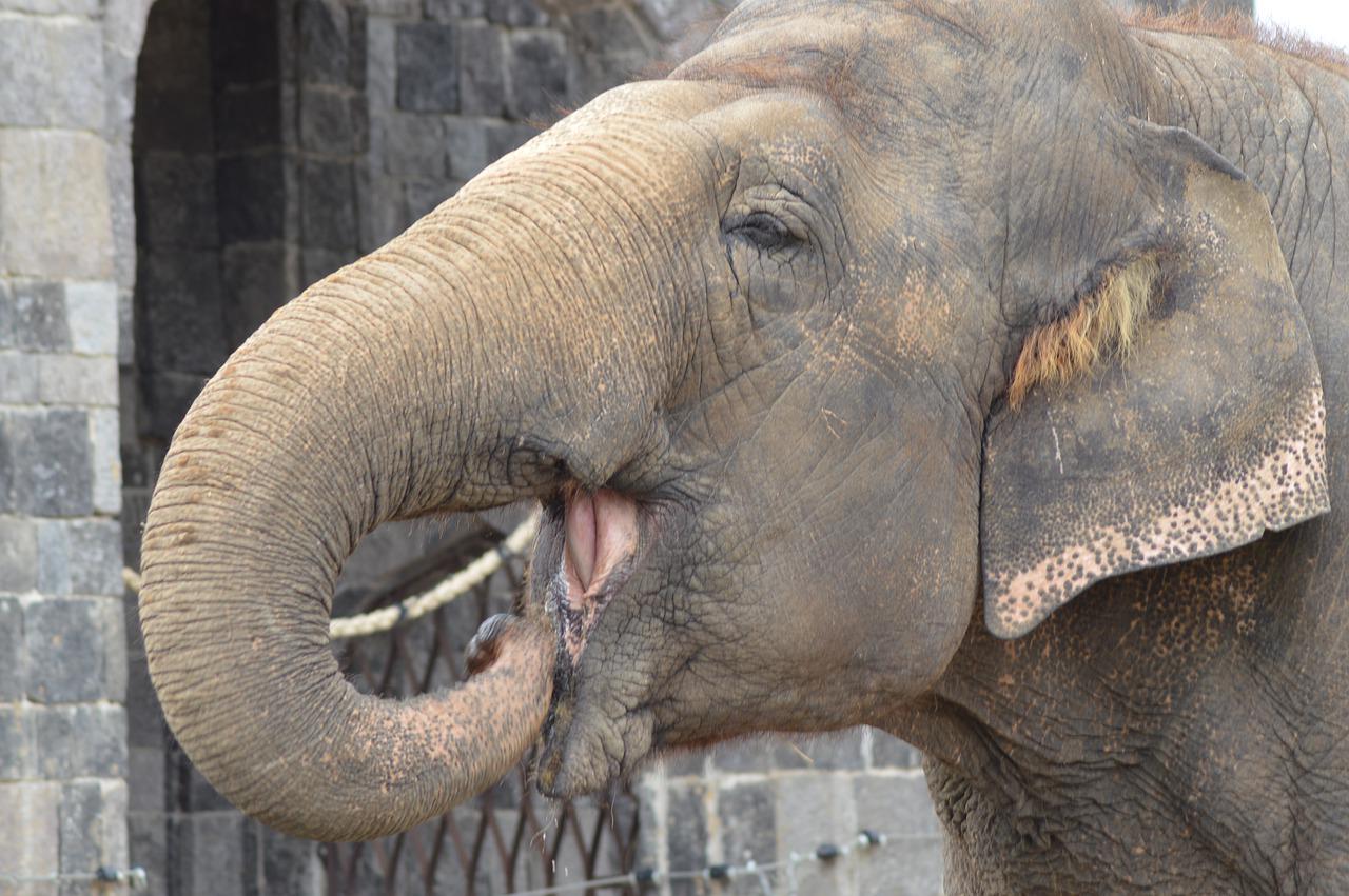 Os elefantes tÃªm 24 dentes ao longo da vida. Usam os 4 da frente na mastigaÃ§Ã£o, mas, quando ficam gastos, passam a morder com os de trÃ¡s. Quando perdem os dentes, sÃ£o ajudados por outros elefantes a se alimentar. 