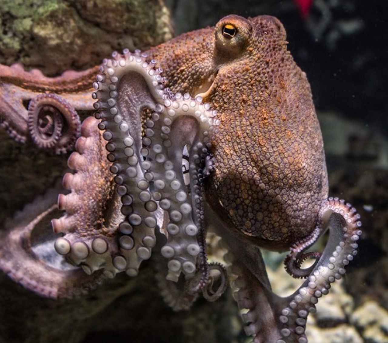 Polvo - É o único molusco invertebrado entre as espécies mais inteligentes. Tem três corações e oito tentáculos.  É carnívoro, alimenta-se de uma variedade de peixes, crustáceos e moluscos. Existem mais de 300 espécies de polvos.