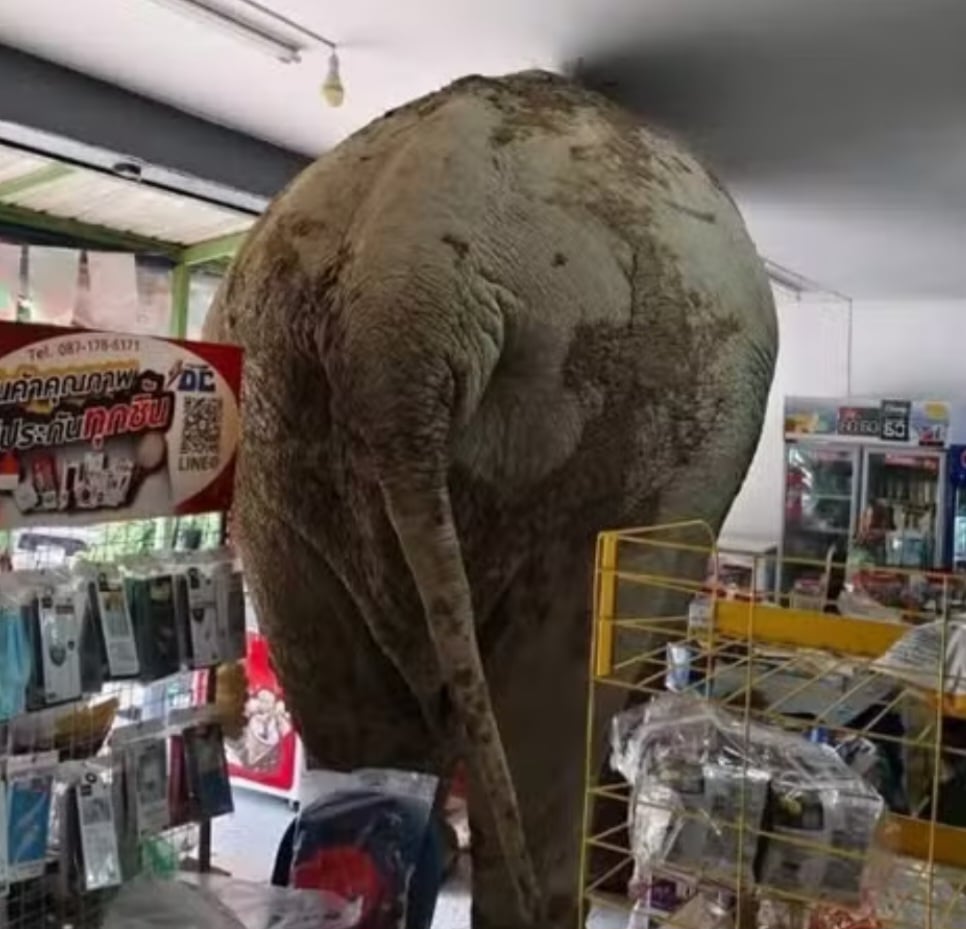 O dono do mercado disse que estava atendendo clientes quando viu o elefante entrando na loja. Houve correria. Mas o animal atÃ© que foi 'cuidadoso' nos estreitos corredores, pois, segundo o comerciante, o prejuÃ­zo equivale a R$ 175. Ou seja, o animal nÃ£o saiu quebrando tudo. 