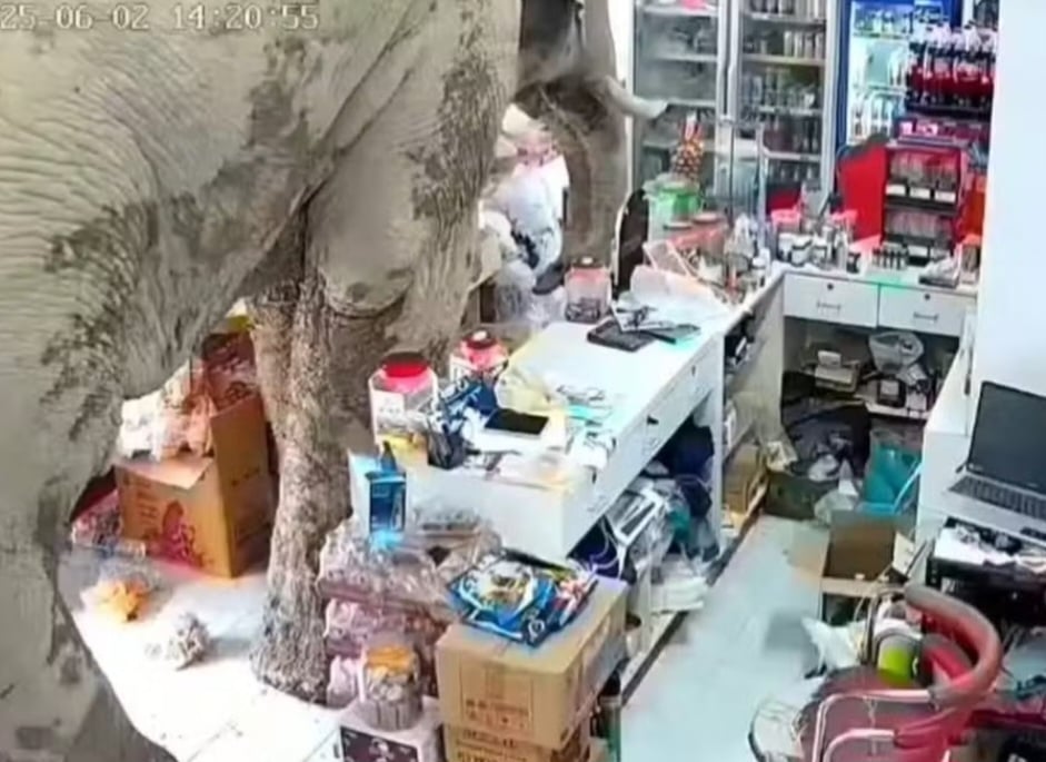 Segundo a administração do parque, ele se chama Plai Biang Lek e tem 25 anos. Quando os agentes chegaram, o animal estava terminando suas 'degustações'. 