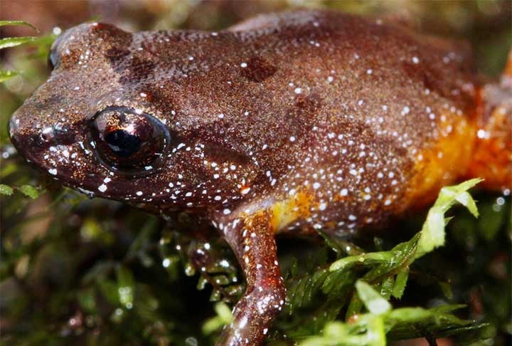 “Logo que chegamos, ouvimos o canto de um sapinho que era claramente novo, pelo menos para nós. E desde os primeiros momentos tentamos encontrar o emissor daquele canto