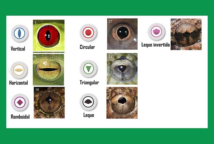 Eles apresentam duas grandes glÃ¢ndulas atrÃ¡s da cabeÃ§a, chamadas de parotoides. Ã? nelas que fica o veneno usado em quem tenta mordÃª-lo. O predador aciona esse veneno, por meio da pressÃ£o da mordida. 