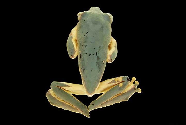 “A principal diferença é que os sapos têm a pele mais seca e preferem ficar na terra. As rãs podem ser macho ou fêmea e gostam de ficar perto de lagoas, assim como as pererecas, que costumam viver em árvores e escalar paredes por terem discos adesivos na ponta dos dedos