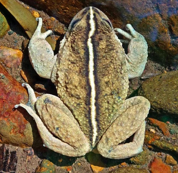 Apesar de diversas tentativas de reencontrá-lo entre 1995 e 2016, sua localização permaneceu desconhecida devido à dificuldade em determinar o local exato da descoberta original.