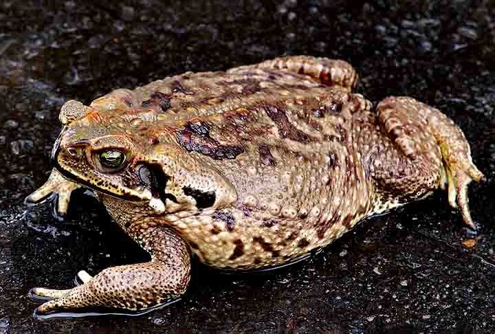 Das mais de 8.400 espécies de anfíbios conhecidas no mundo, 1.188 estão no Brasil, o que faz do país o dono da maior diversidade no mundo, segundo o Centro Nacional de Pesquisa e Conservação de Répteis e Anfíbios.