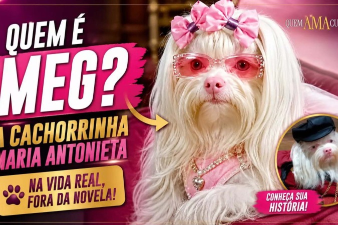 Quem é Meg? Conheça a cachorrinha que dá vida à Maria Antonieta em Quem Ama Cuida -  (crédito: Obeservatório da TV)